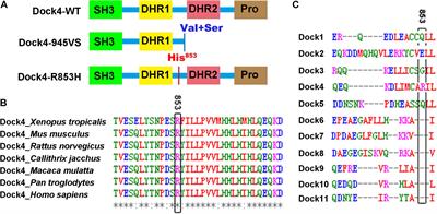 Two Autism/Dyslexia Linked Variations of DOCK4 Disrupt the Gene Function on Rac1/Rap1 Activation, Neurite Outgrowth, and Synapse Development